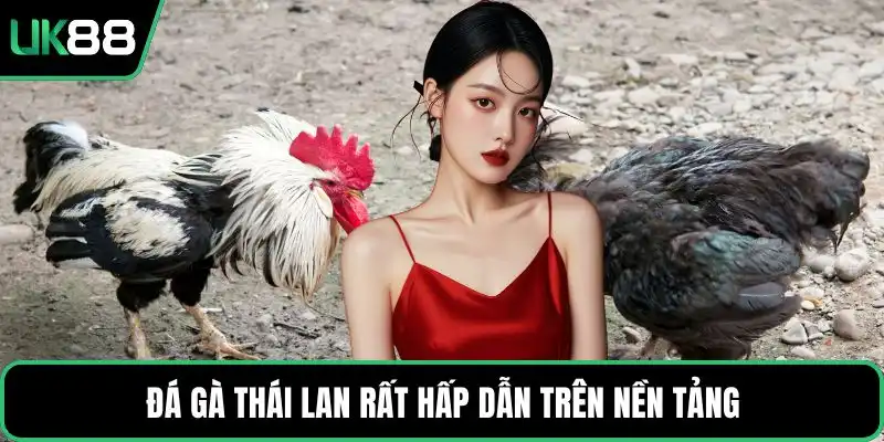 Đá gà Thái Lan rất hấp dẫn trên nền tảng